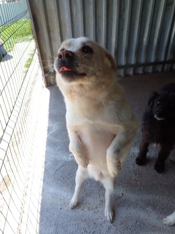 Kiro · photo 8