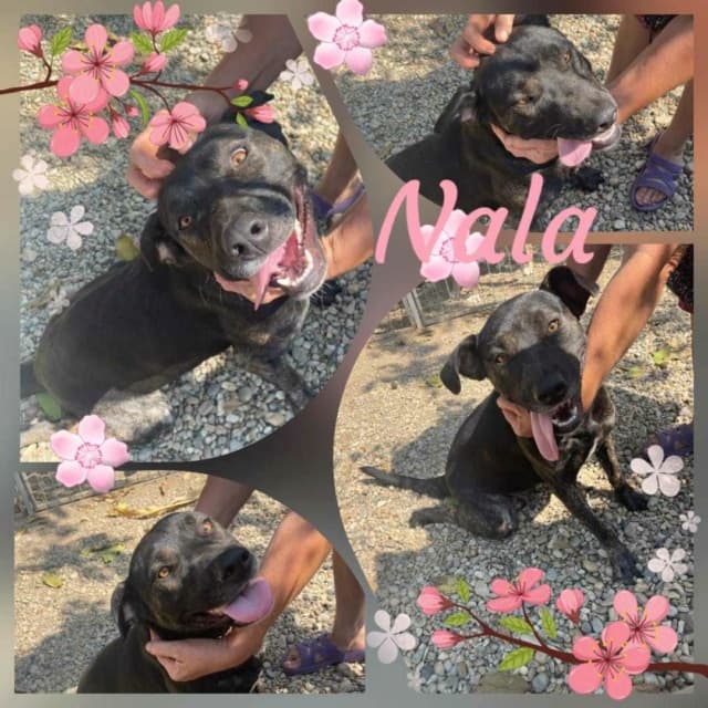 Nala · photo 2