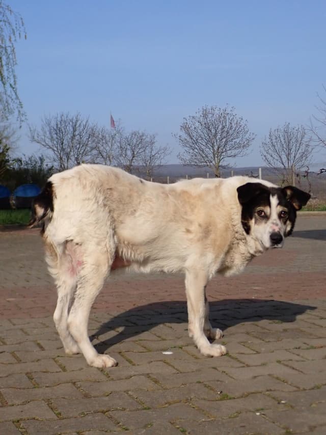 Obelix · photo 2