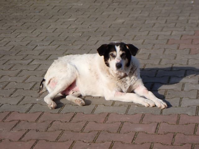 Obelix · photo 1