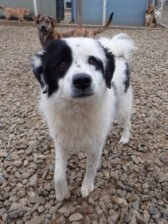 Oreo · photo 12