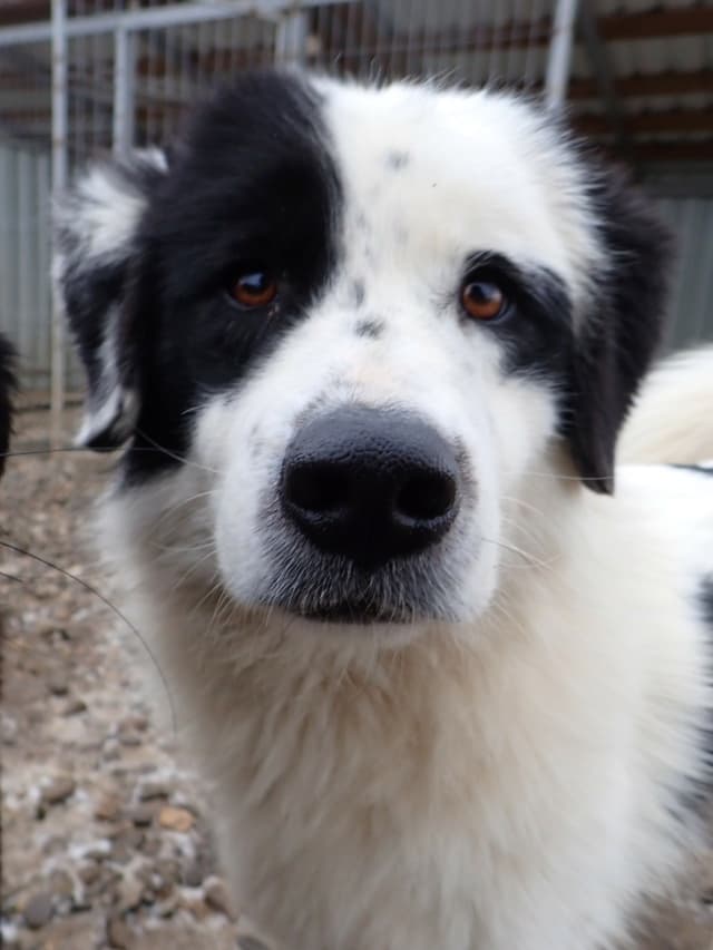 Oreo · photo 11