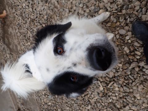 Oreo · photo 9