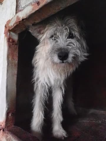 Pollux · photo 6