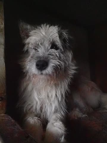 Pollux · photo 3