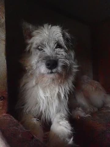 Pollux · photo 2