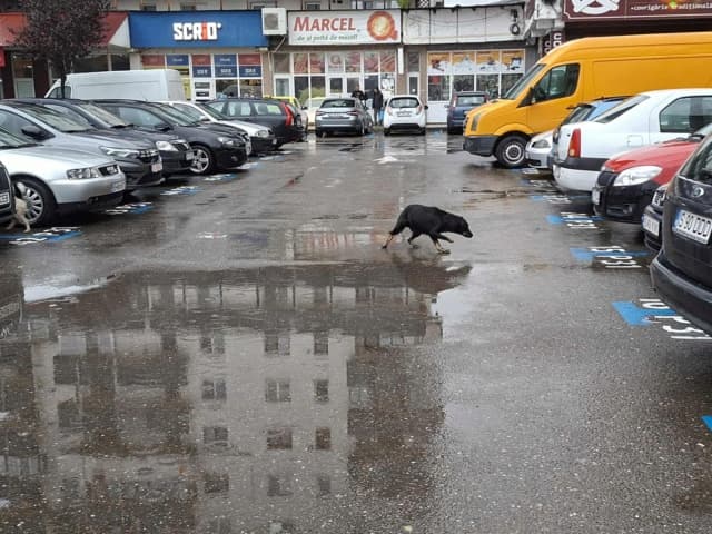 Popi · photo 4