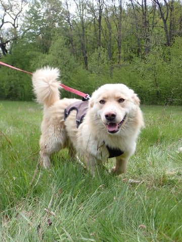 Sable · photo 3