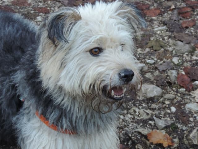 Scruffy · photo 10