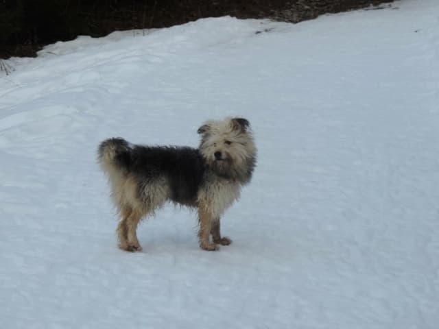 Scruffy · photo 9