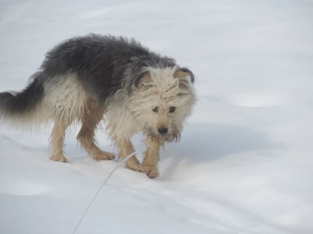 Scruffy · photo 8