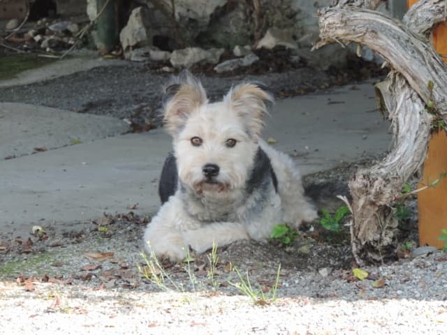 Scruffy · photo 7