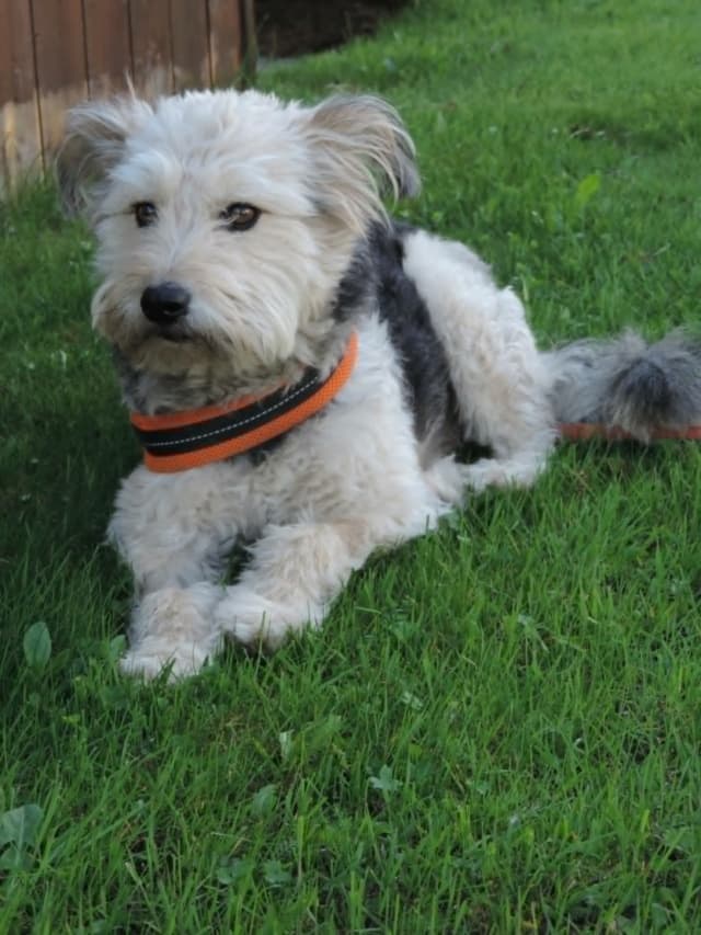 Scruffy · photo 5