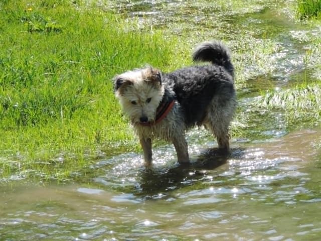 Scruffy · photo 2