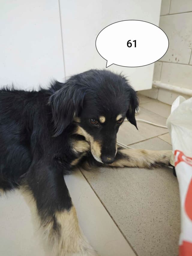 Shilow · photo 2