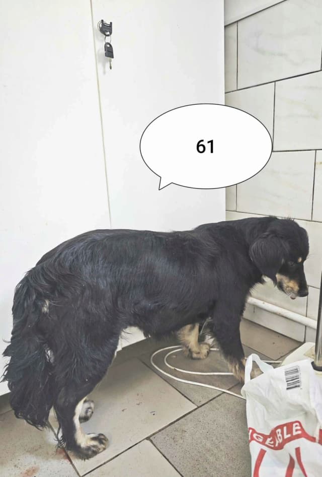 Shilow · photo 1