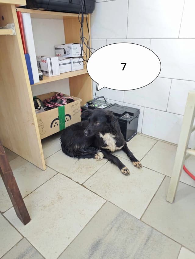 Talonne · photo 1