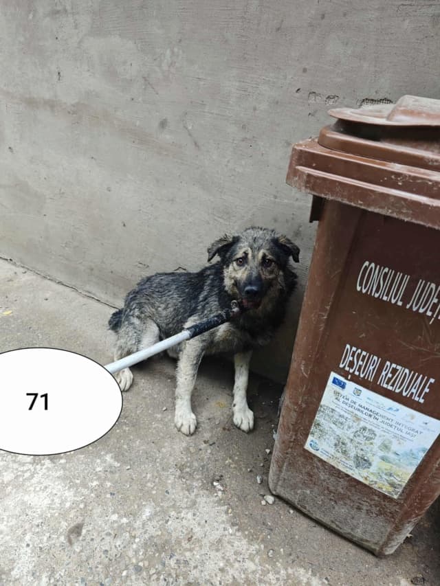 Timba · photo 6