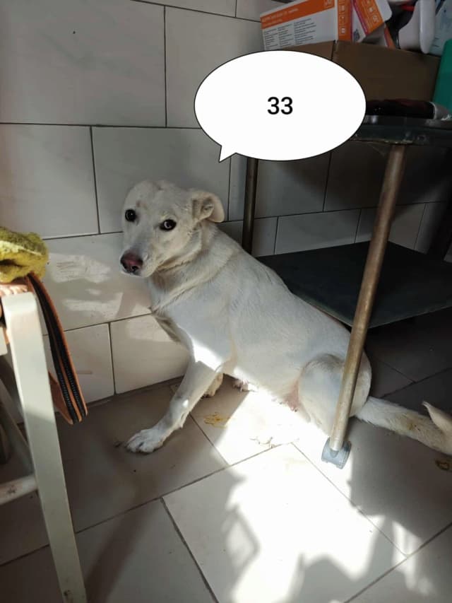 Wikie · photo 2