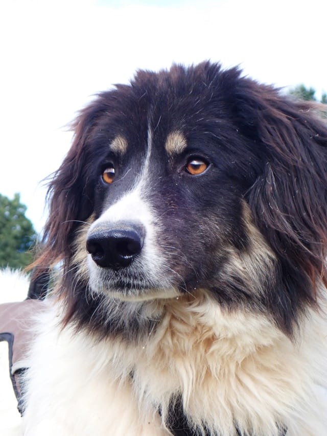 Alfred, rescue dog available for adoption
