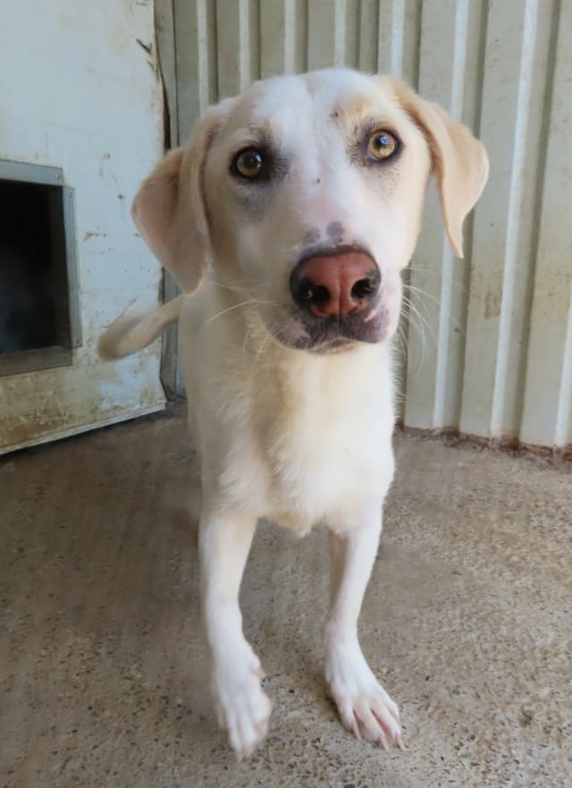 Alistair, rescue dog available for adoption