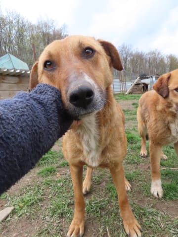 Alodia, chien à l'adoption