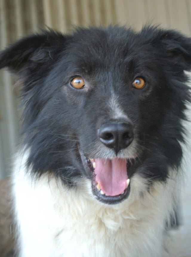 Alphabet, rescue dog available for adoption