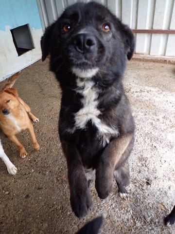 Aponia, rescue dog available for adoption