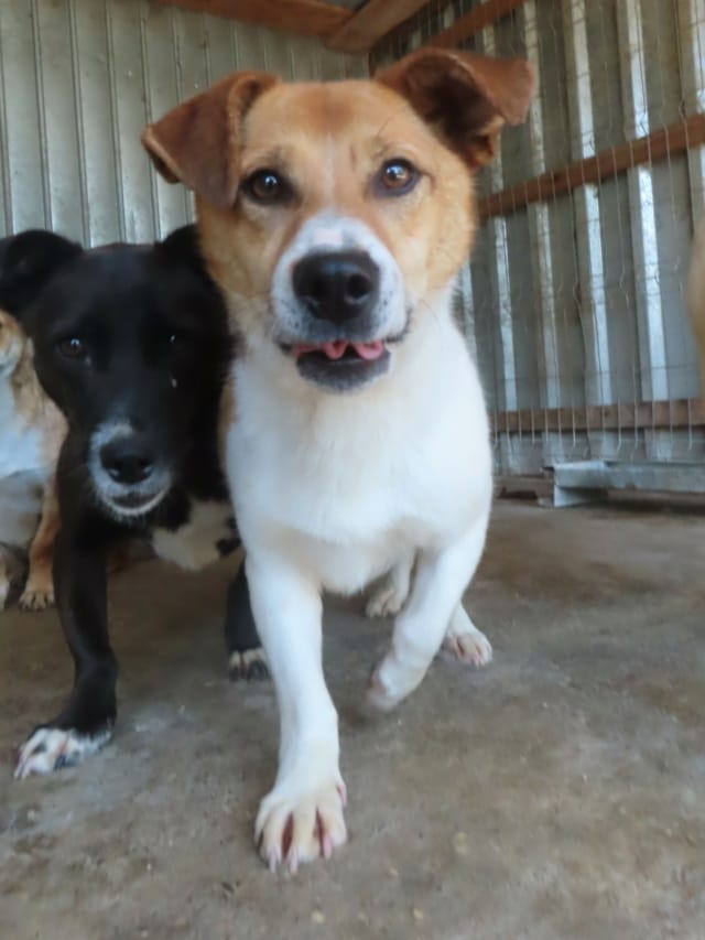 Arturo, chien à l'adoption