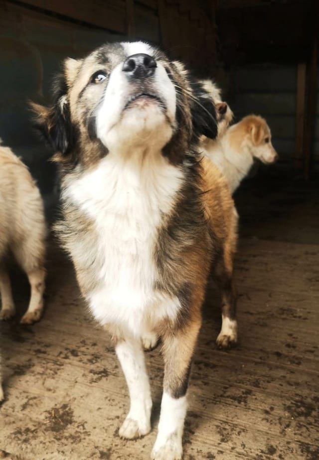 Arum, rescue dog available for adoption