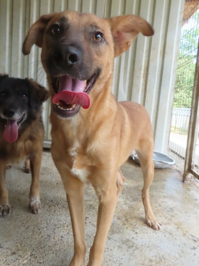 Asahi, rescue dog available for adoption
