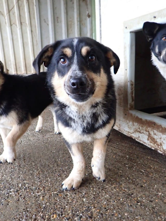 Bellini, rescue dog available for adoption