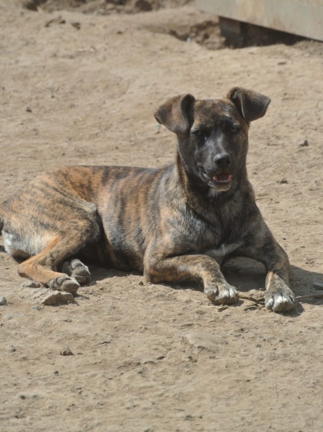 Belote, rescue dog available for adoption