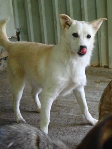Beoca, rescue dog available for adoption