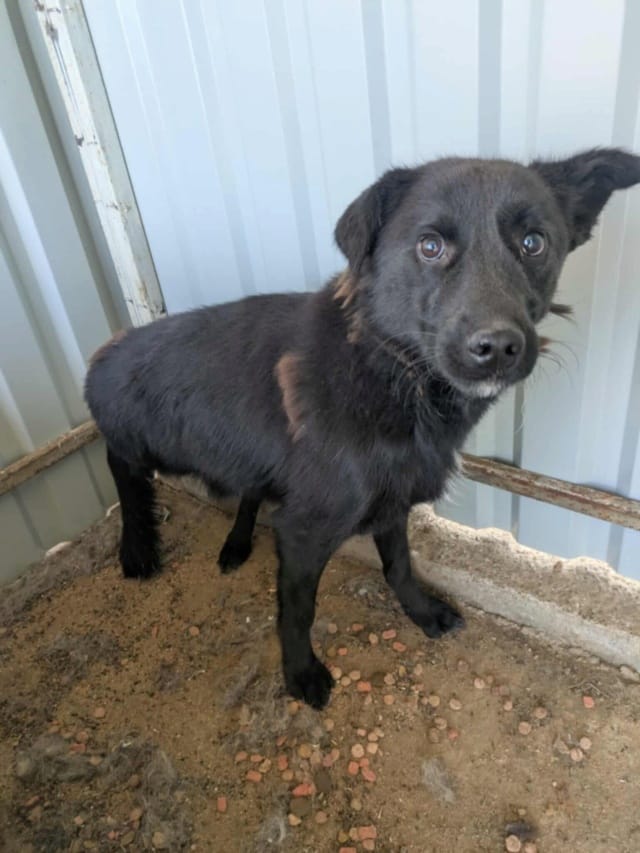 Blacky, rescue dog available for adoption