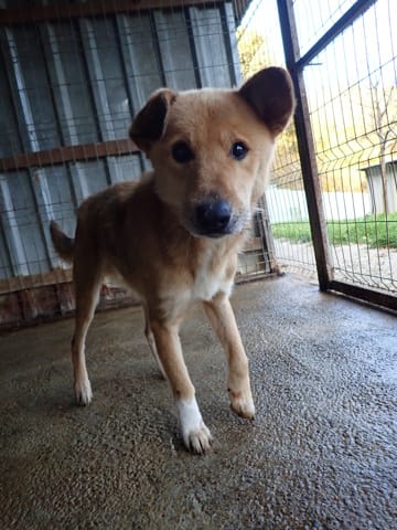 Boby, rescue dog available for adoption