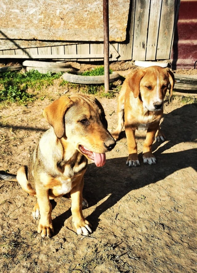 Broonize, chien à l'adoption