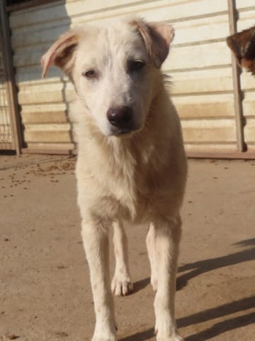 Butterfly, rescue dog available for adoption
