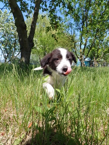 Cahir, rescue dog available for adoption
