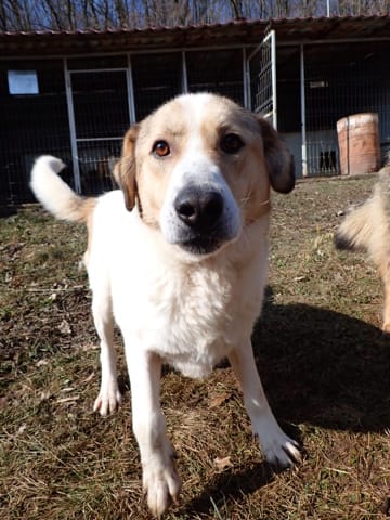 Carson, rescue dog available for adoption