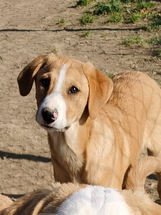 Casie, chien à l'adoption