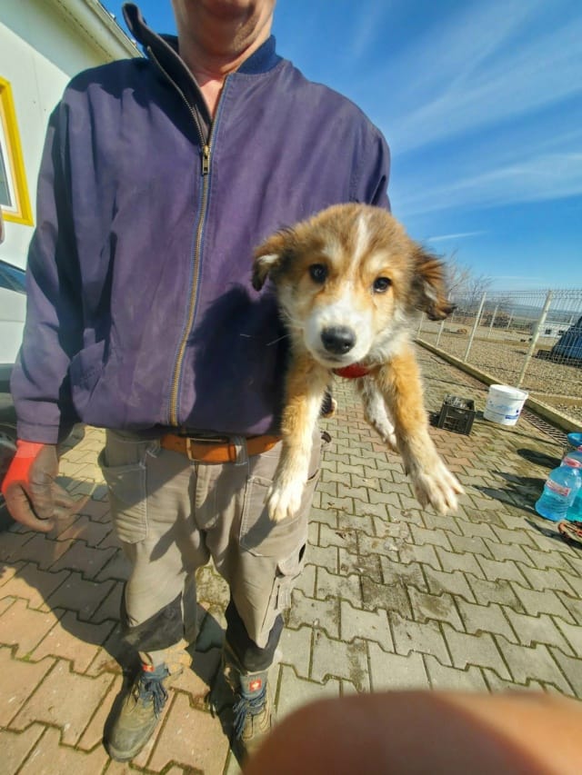 Charly, chien à l'adoption