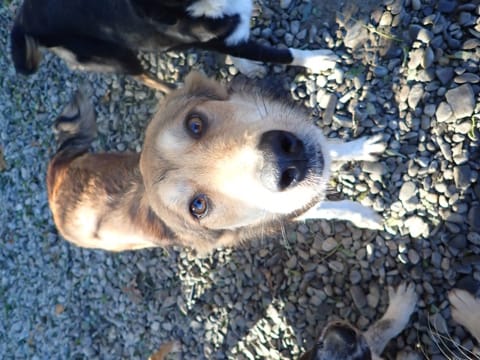 Clapa, rescue dog available for adoption