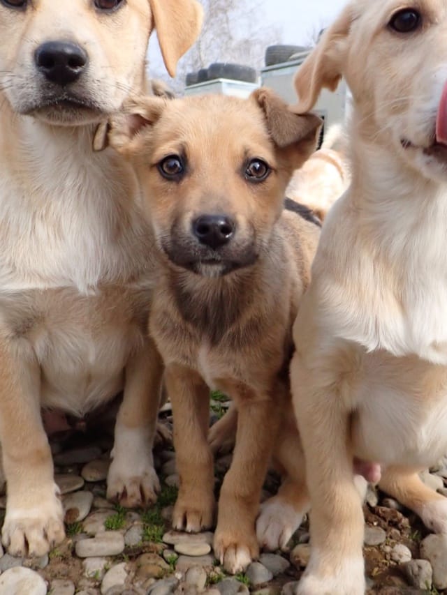 Clayton, rescue dog available for adoption