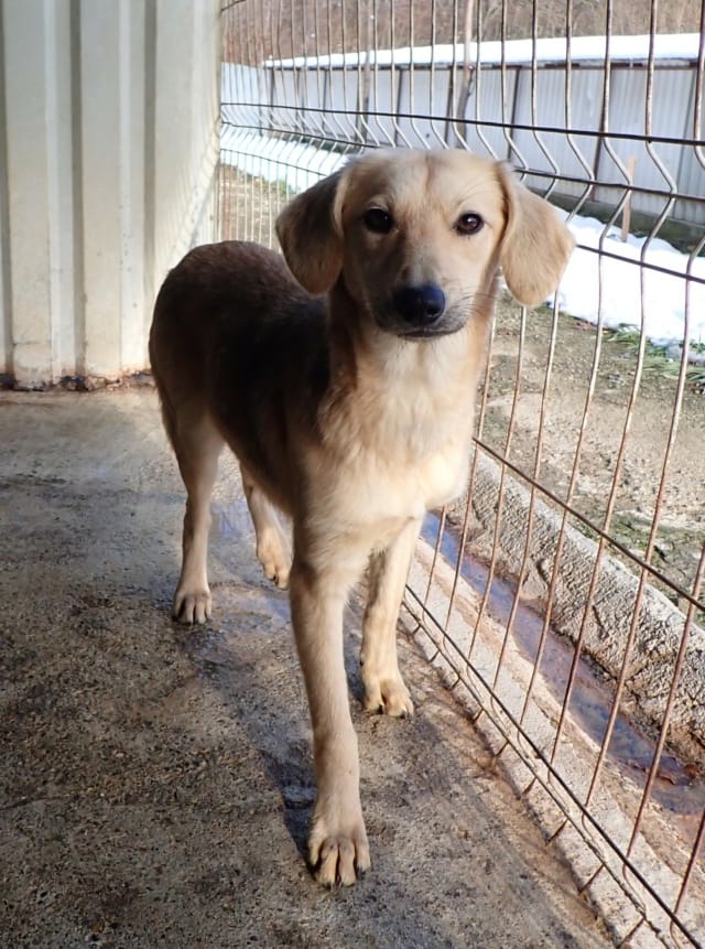 Clementine, rescue dog available for adoption