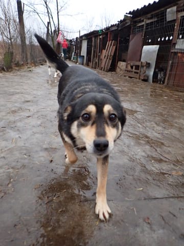 Cleopatra, rescue dog available for adoption