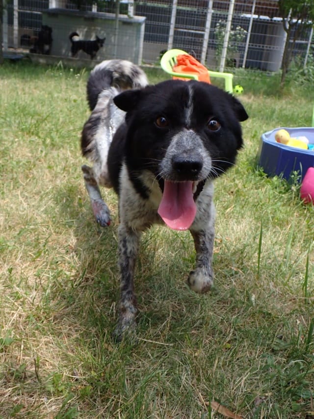 Cocky, rescue dog available for adoption