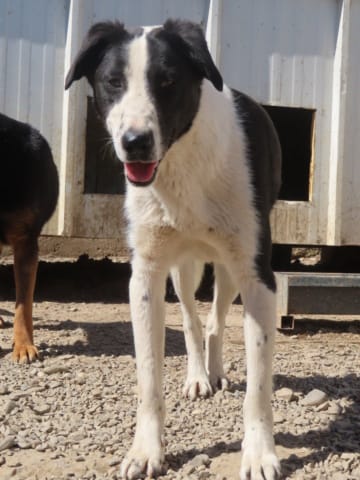 Daester, rescue dog available for adoption