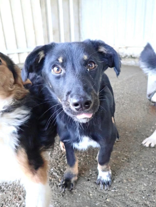 Dakota, rescue dog available for adoption