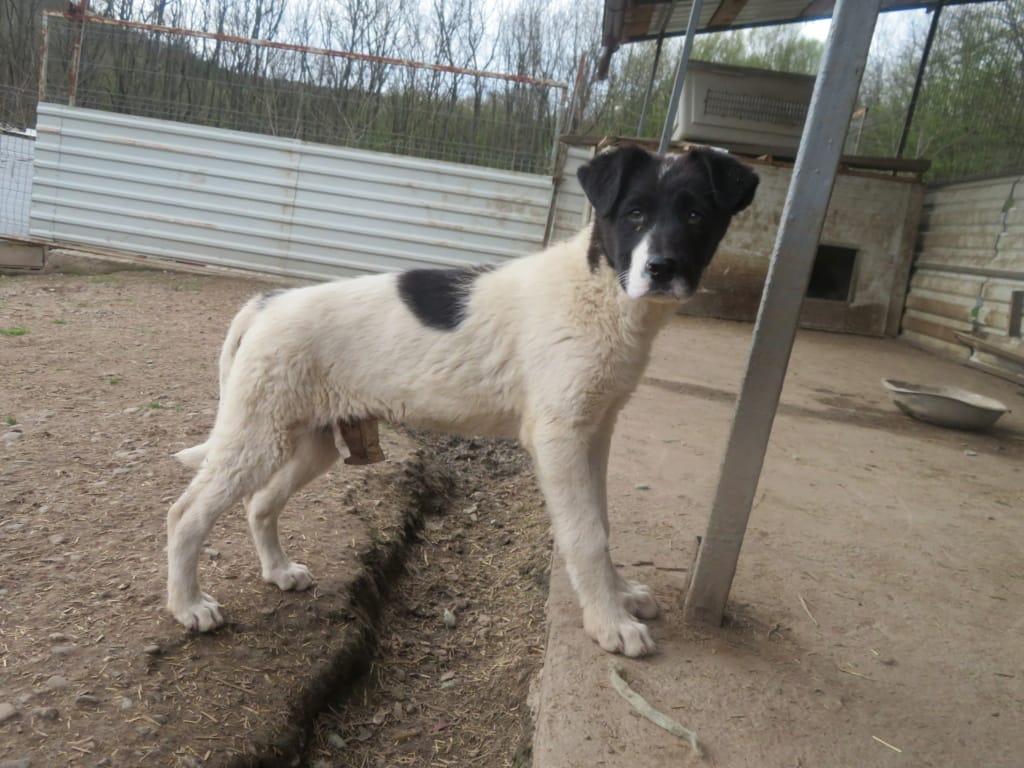 Dalmatia, chien à l'adoption
